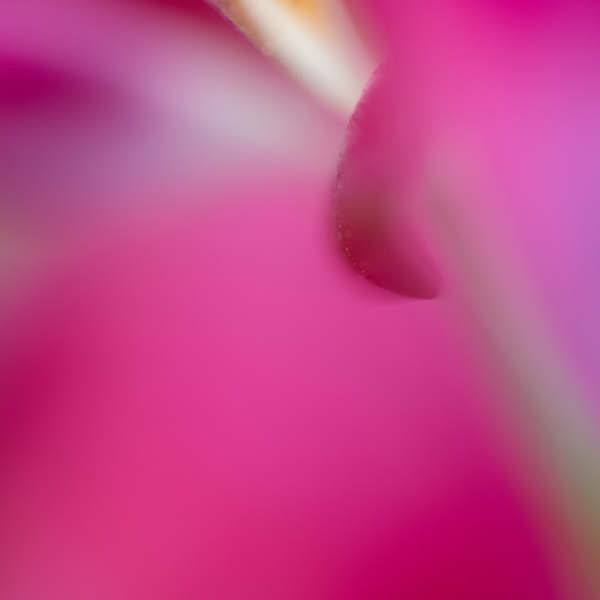 Close-Up | Yvonne Oswald Fotografie