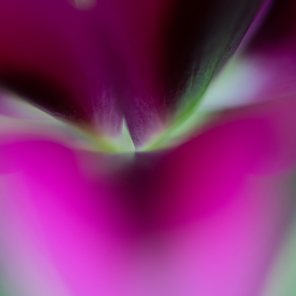 Close-Up | Yvonne Oswald Fotografie